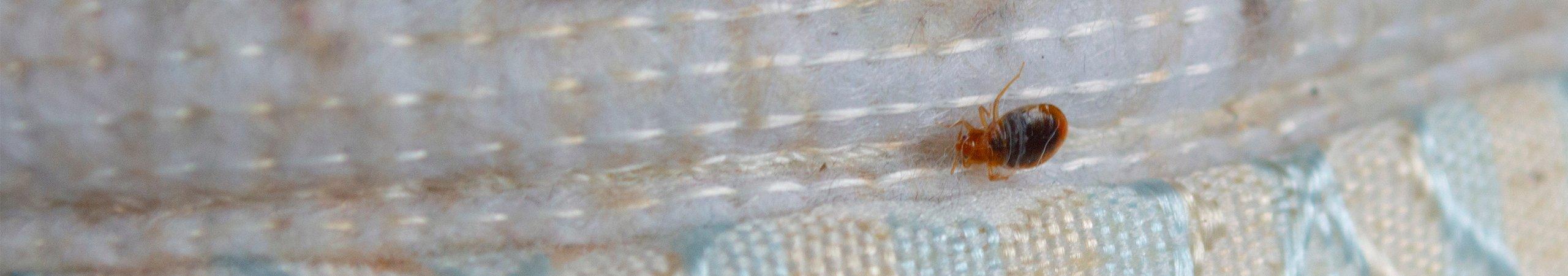 an engorged bed bug crawling on a mattress