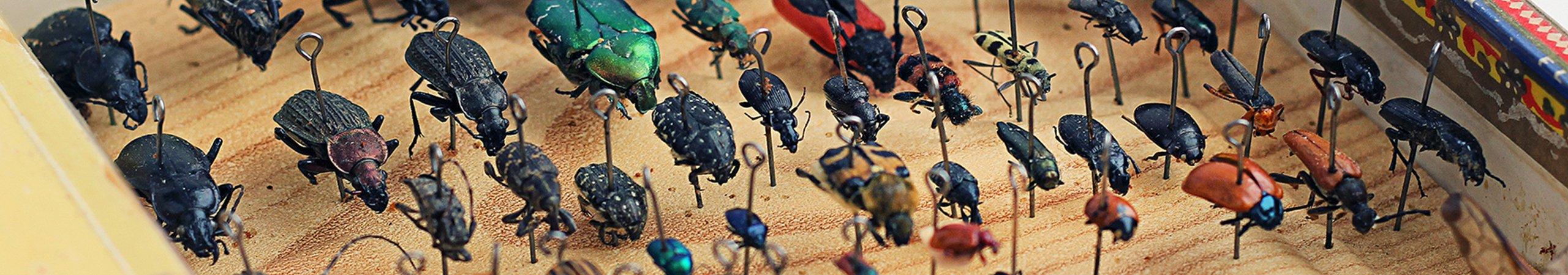a collection of bugs pinned to a board for science
