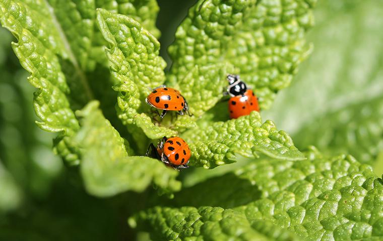 lady bugs on a plant in a home