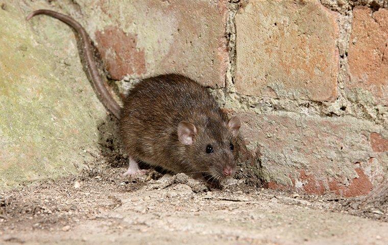 a norway rat backed against a wall in a basement