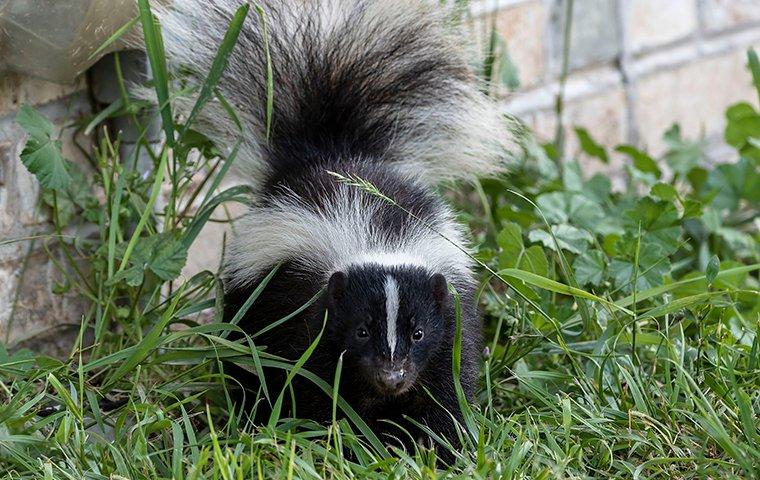 young skunk in grass near house