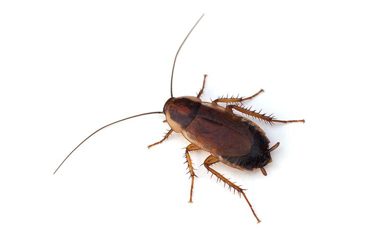 a pennsylvania wood cockroach on a white background