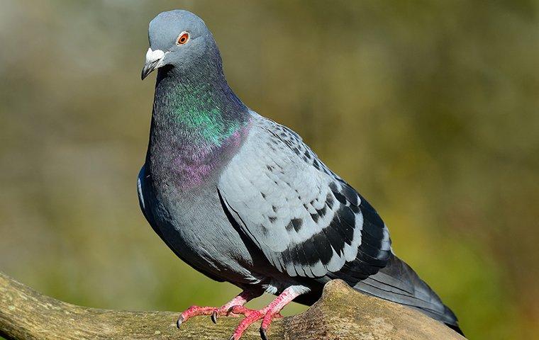 a pigeon on a tree branch in a yard