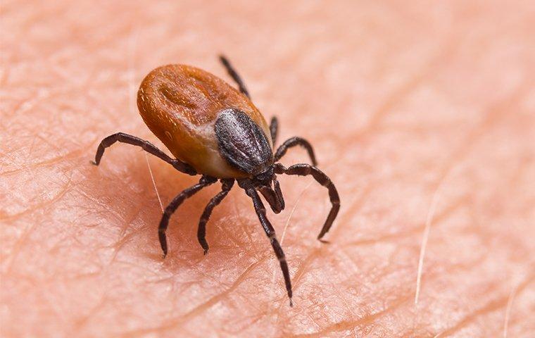 deer tick crawling on a persons arm