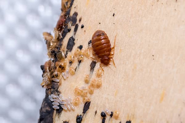 Our Experts Offer A Variety Of Bed Bug Services a bed bug and bed bug eggs inside of a home in bradenton florida