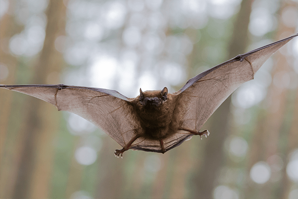 Learn More About The Common Bats In Your Area bat flying in the yard of a florida suburb