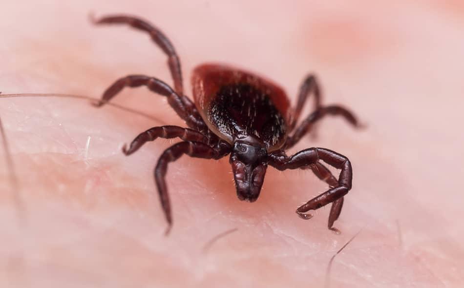 Learn More About Tick Dangers tick crawling on skin