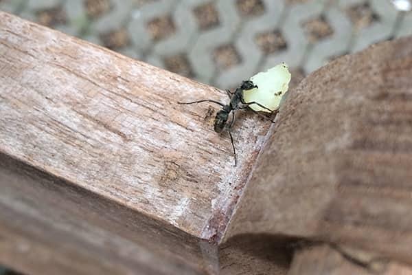Keep Ants Out Of Your Florida Home ant outside florida home