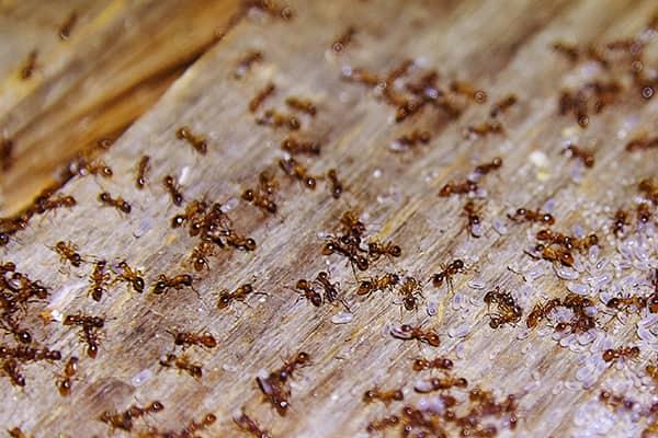 Avoid Ant Infestation This Spring a large colony of small ants infesting florida home