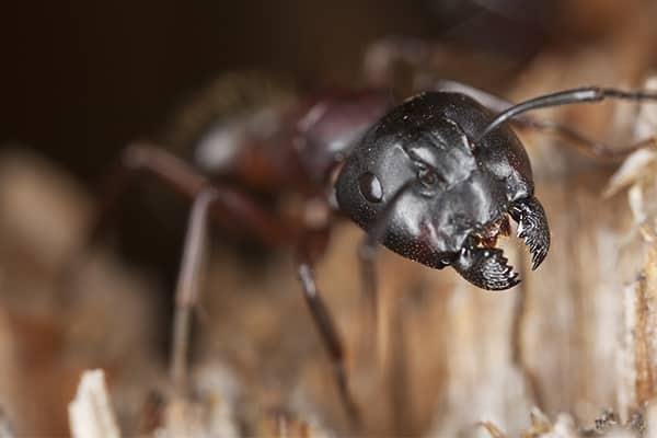 Tips For Keeping Carpenter Ants Out Of Your Florida Home