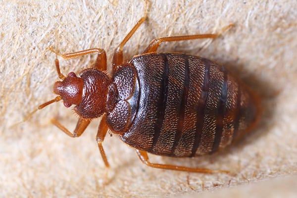 a close up image of a bed bug