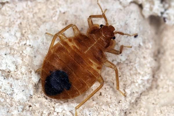 Control Biting Bed Bug Infestations a flesh biting bed bug crawling on the clean white linens of a florida residents bedding