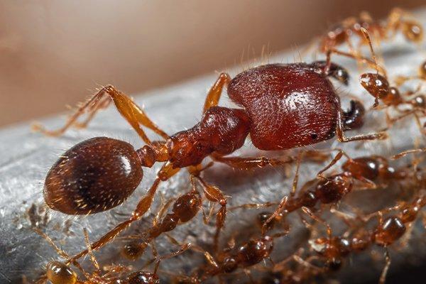 All You Need To Know About Dangerous Ants Around Parrish