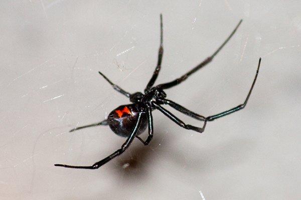 a black widow dangerous spider crawling on a web