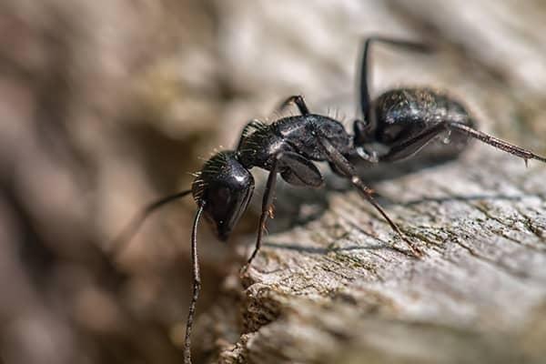 How Carpenter Ants Damage Florida Homes