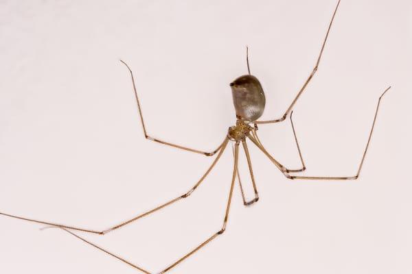 female long bodied cellar spider