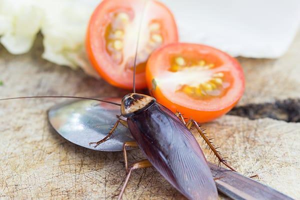 Avoid The Dangers Of Cockroach Infestations a cockroach infestation in a parish florida home