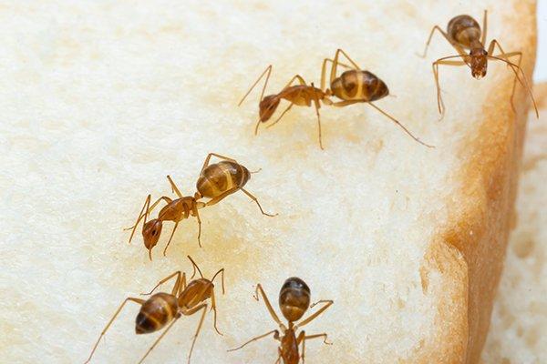 many crazy ants on a piece of bread
