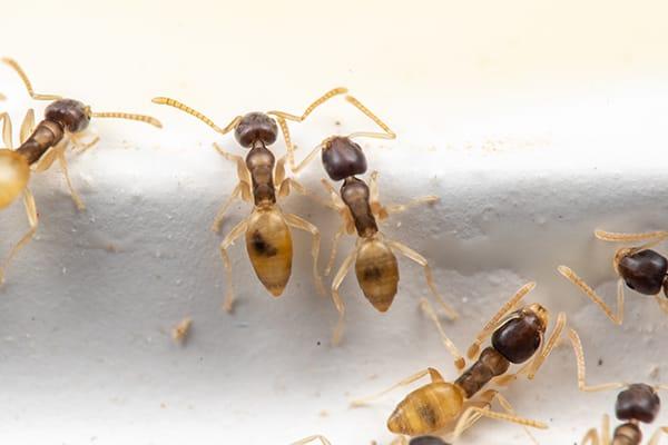 Learn How To Keep Ants Away From Your Home a large colont of tiny ghost ants crawling up a window in a bradenton florida home