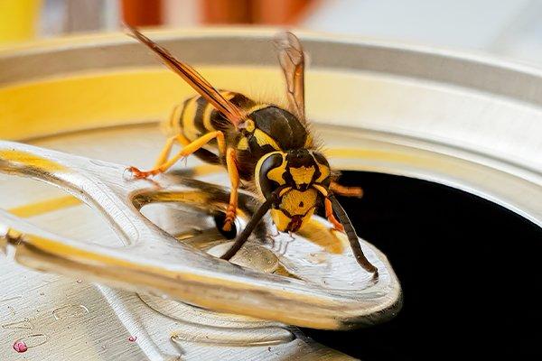 hornet crawling on soda can