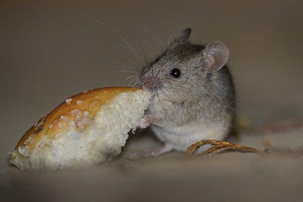 a house mouse eating bread