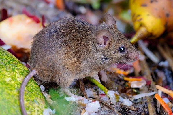 a house mouse eating food scraps