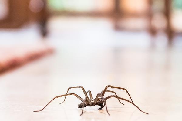 spider inside of a home