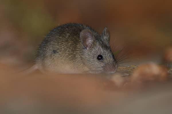 How To Tell If Rodents Have Entered Your Florida Home