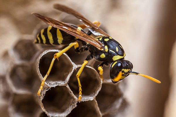 4 Quick Wasp Control Tips For Palmetto Property Owners
