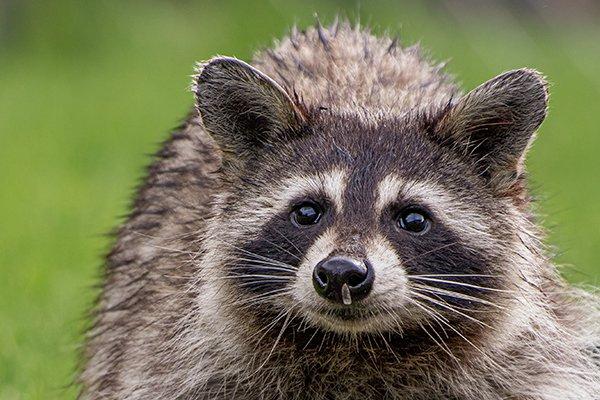a raccoon roaming on a lawn