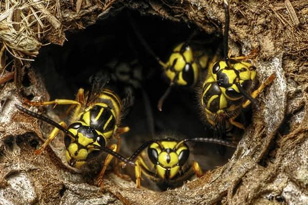 a cluster of wasps in a nest on a bradenton yard