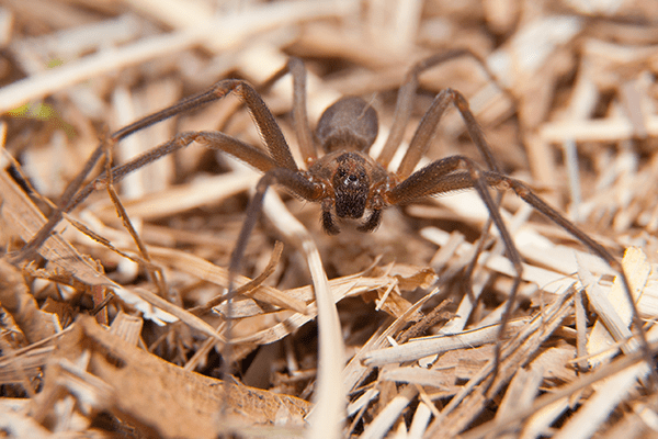 Brown Recluse Spider In Florida brown recluse in hay