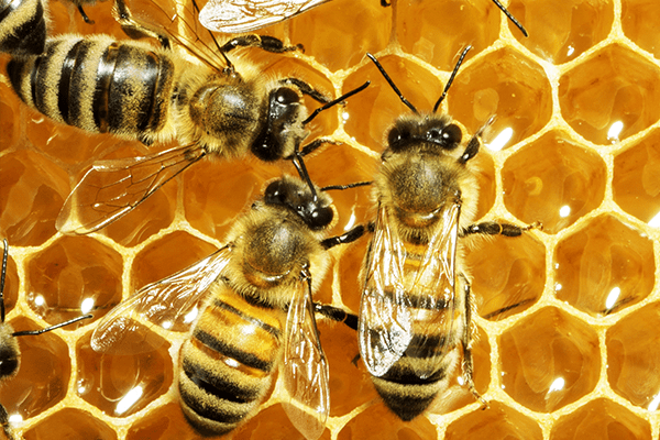 Find Out More About Honey Bees worker bees filling cells with honey in manatee county