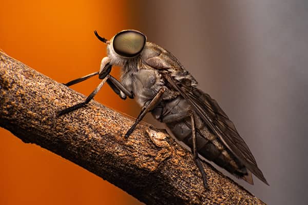 Are black horse flies dangerous