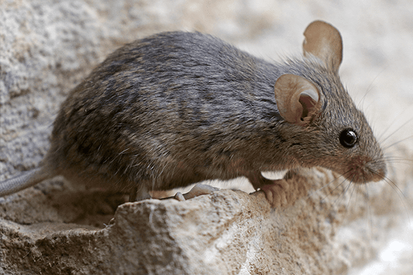 Read more About House Mice house mouse resting on a stone patio