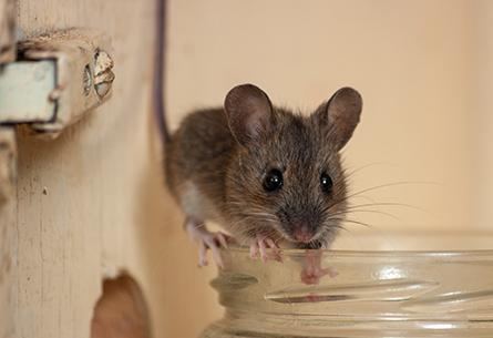 Learn More About Our Free Estimates a mouse on the top of a glass jar