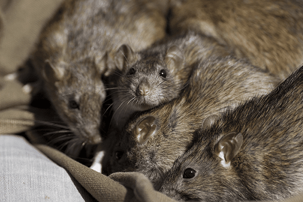 Learn More About Norway Rats a group of norway rats found in manatee county florida