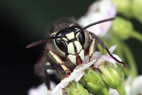 Learn More About Bald-Faced Hornets bald-faced hornet up close