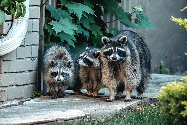 Learn More About Raccoons group of three raccoons looking for scraps