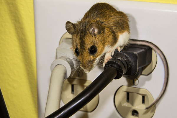 Learn How To Make Mice Less Welcome In Your Home mouse standing on receptacle outlets in a southwest florida home