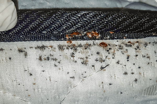signs of bed bugs on mattress