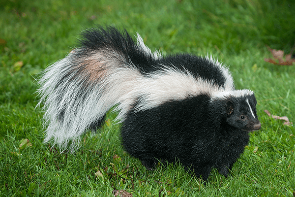 Read More About Skunks skunk in the yard of a manatee county resident