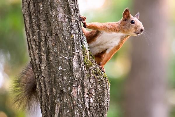 Find Out More About Tree Squirrels tree squirrel clinging to a tree trunk in manatee county florida