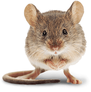 Get Your Free Quote Today mouse