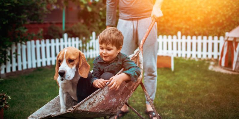 Dog and boy in a wheelbarrow