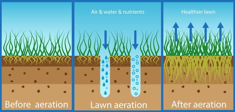 Aeration & Overseeding