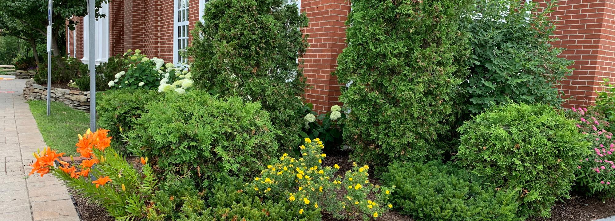 Lawn Care in Maine Fertilization, Weed Control, & More