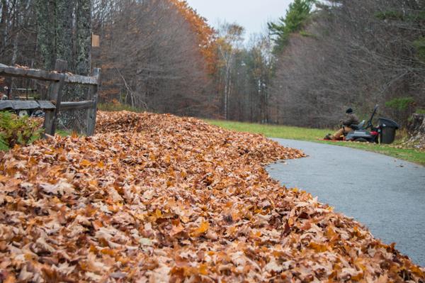 Fall leaf cleanup