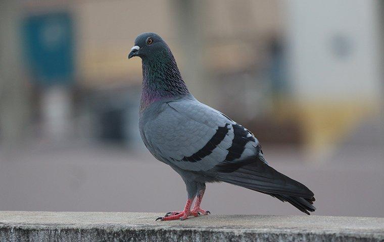 pigeon standing on sidewalk on city street