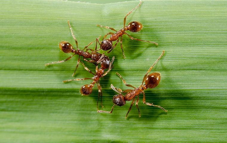 four fire ants on a leaf